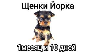 Щенки Йорка 1 месяц и 10 дней