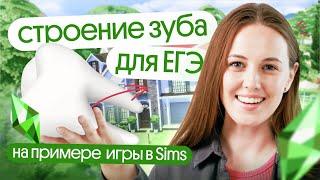 СТРОЕНИЕ ЗУБА для ЕГЭ по биологии на примере игры в Sims