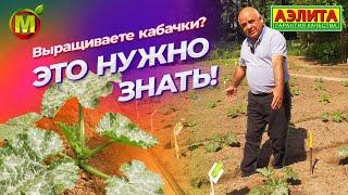 ВЫРАЩИВАНИЕ КАБАЧКОВ это нужно знать