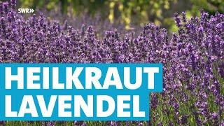 Wie Lavendel als Heilpflanze genutzt wird