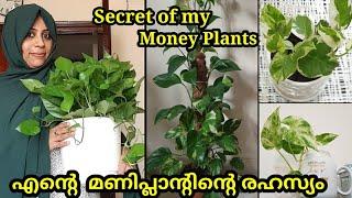 My Secret to Healthy and Longer Money Plant  Best Organic fertilizers for Pothos Malayalam