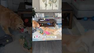 Dog toy donation gone wrong