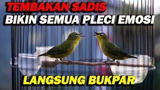 TEMBAKAN SADIS BIKIN SEMUA PLECI LANGSUNG EMOSI DAN BUKA PARUH