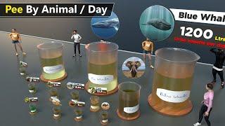 Pee volume size comparison  Per day pee by animal birds fish fictional characters.