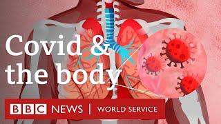What does Covid-19 do to the body? - BBC World Service