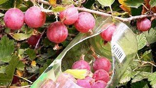 How to Harvest Gooseberries. Harvesting Gooseberry picker How to harvest a gooseberry plant.