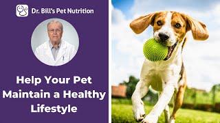 Defend Your Pets Health  Maintain a Healthy Lifestyle  Dr. Bills Pet Nutrition