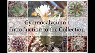 Gymnocalycium 1 - Introduction to the Collection Cactus Series 2