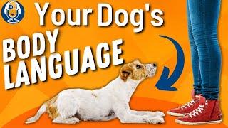 Dog Body Language Understanding Canine Communication Signals And Emotions #157 #podcast