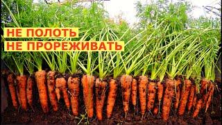 Вырастить МОРКОВЬ как дважды два