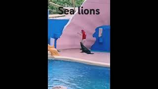 Sea Lions show #youtubeshorts #youtube #sealions #travel #show #seaquarium