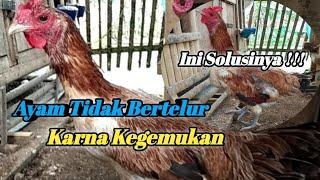 CARA MENGATASI AYAM PELUNG BETINA SUSAH BERTELUR KARNA KEGEMUKAN