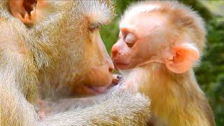 Monkey & primates Mom Very Care Baby Baby Love Mommy So Much Animal Wild Natural Life Monkey