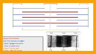 Sarcomere Muscle Physiology