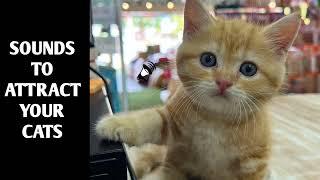 Cat Sounds to Attract Cats #25