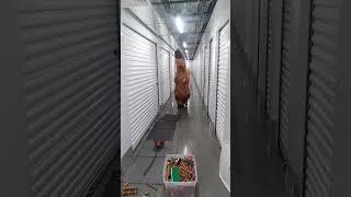 Storage fun. Dino time