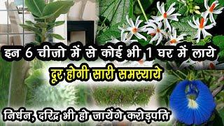 इन 6 में से कोई भी एक चीज घर पर लाने से दूर होंगी समस्याएं 6 items at home for money and success