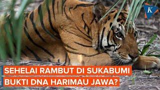 DNA Harimau Jawa Ditemukan dari Rambut di Sukabumi Bukti Belum Punah?