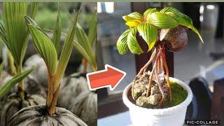 Easy steps to make a Coconut Bonsai by Water standing
