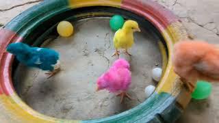 Hewan Lucu Tangkap Ayam Lucu Ayam Warna Warni Kelinci Kucing Lucu Bebek #1194