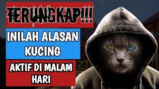 ALASAN KUCING LEBIH AKTIF DI MALAM HARI KENAPA KUCING AKTIF DI MALAM HARI