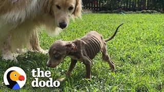 Skinny Foster Puppy Cant Stop Cuddling Up To Golden Retriever  The Dodo