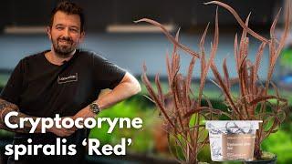 Cryptocoryne spiralis ‘Red’  Liquid Nature Pflanzenvorstellung