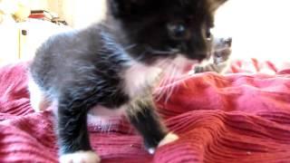 Sweet 4 weeks old kittens in Asker Norway søte kattunger