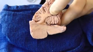 Control of the Eye Movements Neuroanatomy Video Lab - Brain Dissections