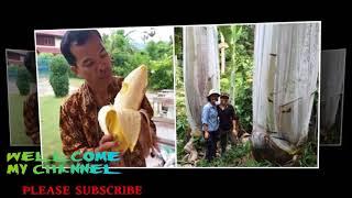 MASYARAKAT KAGET DENGAN POHON PISANG SUPER BESAR