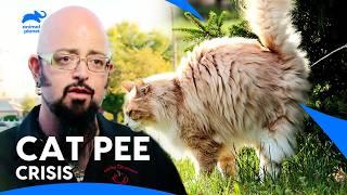 Can Jackson Galaxy Solve This Cats Peeing Problem  My Cat From Hell  Animal Planet India