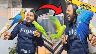 ম্যাকাও পাখি আমার কান খেয়ে ফেলেছে l Possessive Macaw Bird bites