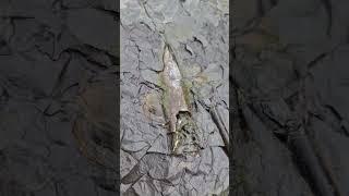 Belemnite fossil preserved in shale Rock  #fossilhunting #fossils #shorts #beach #rock #sea #beach