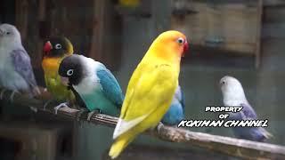 Suara LOVEBIRD Koloni cocok buat pancingan Ngekek dan melatih Mental Paud