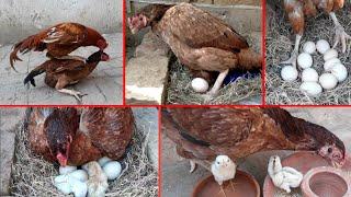 The hen laid ten eggs  After twenty days three beautiful chicks hatched  hen hatching eggs