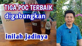 POC Segitiga Emas  Tiga POC Terbaik Digabung Menjadi Satu