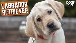 Labrador Retrievers️The Perfect Family Dog  Dogs 101  Training and Caring for Your Furry Lab