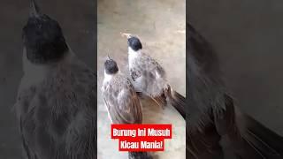 Burung Yang Dianggap Musuh Oleh Kicau Mania#shorts #kicaugaruda #kutilang