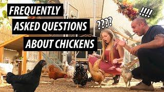 Chickens For Beginners  Raising Backyard Chickens and Fun Facts