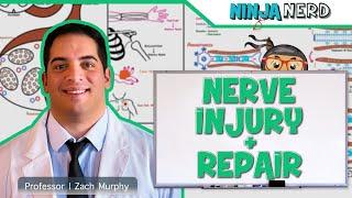 Neurology  Nerve Injury & Repair Wallerian Degeneration & Regeneration