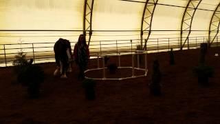 Jessika Walking Drum Horse Through Working Equitation Pen