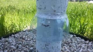 Бесплатный способ спасти деревья от муравьев