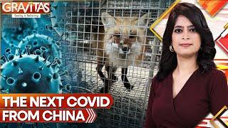 Next Covid From China Killer Virus Found in Chinese Fur Farms  Gravitas