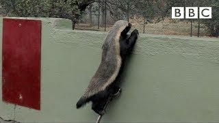 Stoffel the honey badger that can escape from anywhere - BBC