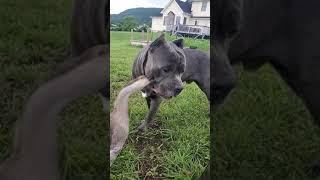 Unlikely friendship goose scratches dogs face