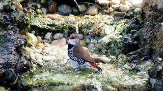 How to build a WATERFALL  POND in your outdoor aviary