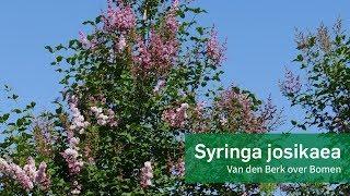 Syringa josikaea - Van den Berk Boomkwekerij