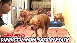 BIKIN GEMES  ANJING PITBULL ANTRI MAKANAN  TUNGGU NAMANYA DIPANGGIL  DOG VIDEOS #hewiepitbull