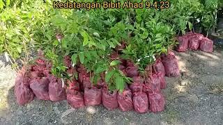 215. Kedatangan Bibit Ahad 9.3.23