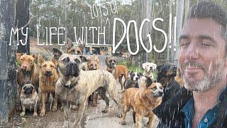 Rainy Days with Big Adopted Dog Pack  Recommended Video for Stress Relief and Relaxation  The Farm